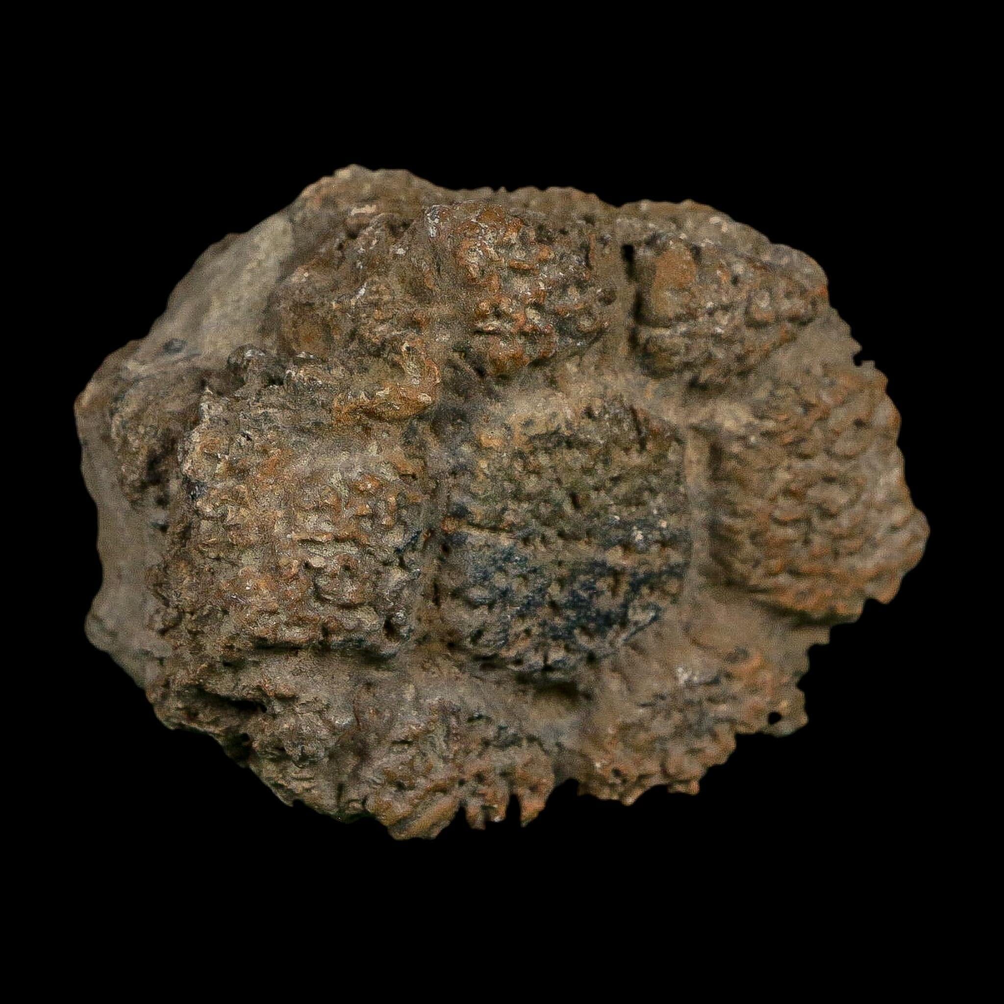 2.1" Glyptodon Fossil Osteoderm Scute Plate Bony Armor Pleistocene Uruguay COA - Fossil Age Minerals