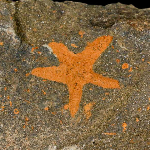 24MM Brittle Star Petraster Starfish Fossil Ordovician Age Blekus Morocco COA - Fossil Age Minerals