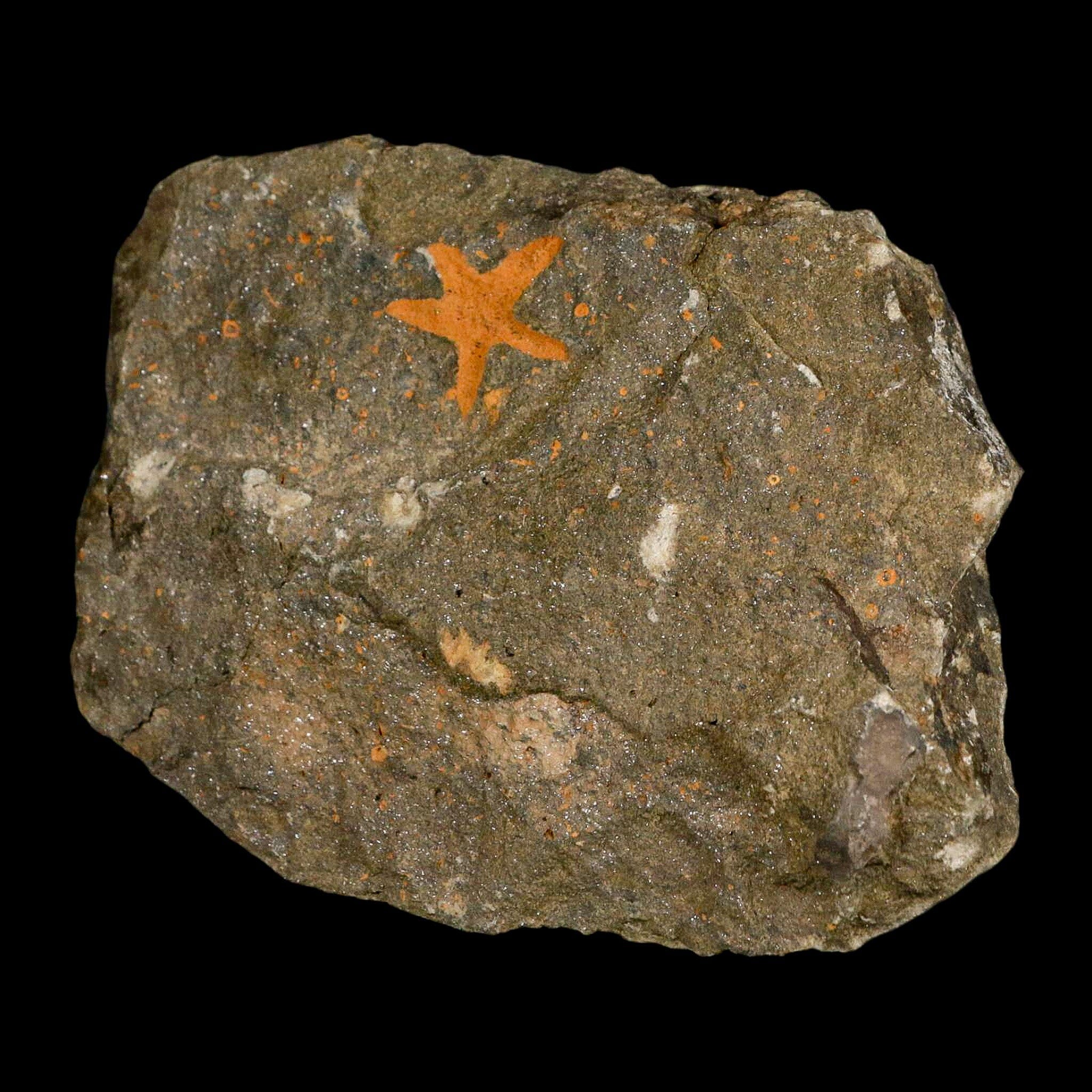 24MM Brittle Star Petraster Starfish Fossil Ordovician Age Blekus Morocco COA - Fossil Age Minerals