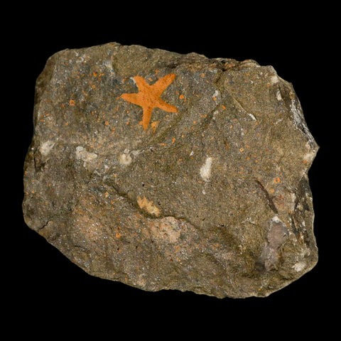 24MM Brittle Star Petraster Starfish Fossil Ordovician Age Blekus Morocco COA - Fossil Age Minerals