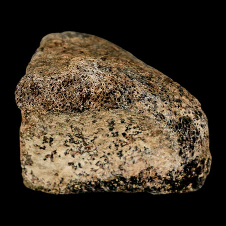 1.8" Hadrosaur Dinosaur Fossil Toe Bone Judith River Formation Montana COA