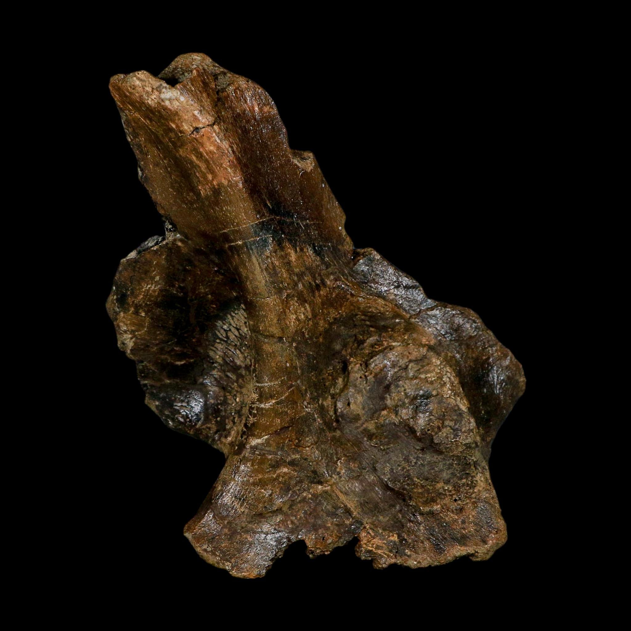 6" Corythosaurus Fossil Vertebrae Process Bone Judith River FM Cretaceous Dinosaur MT