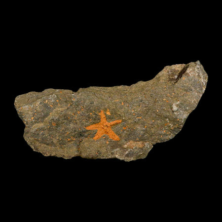 24MM Brittle Star Petraster Starfish Fossil Ordovician Age Blekus Morocco COA