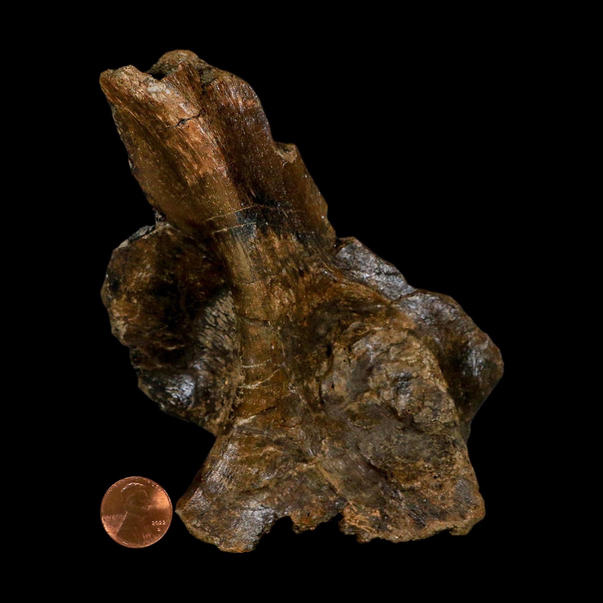 6" Corythosaurus Fossil Vertebrae Process Bone Judith River FM Cretaceous Dinosaur MT