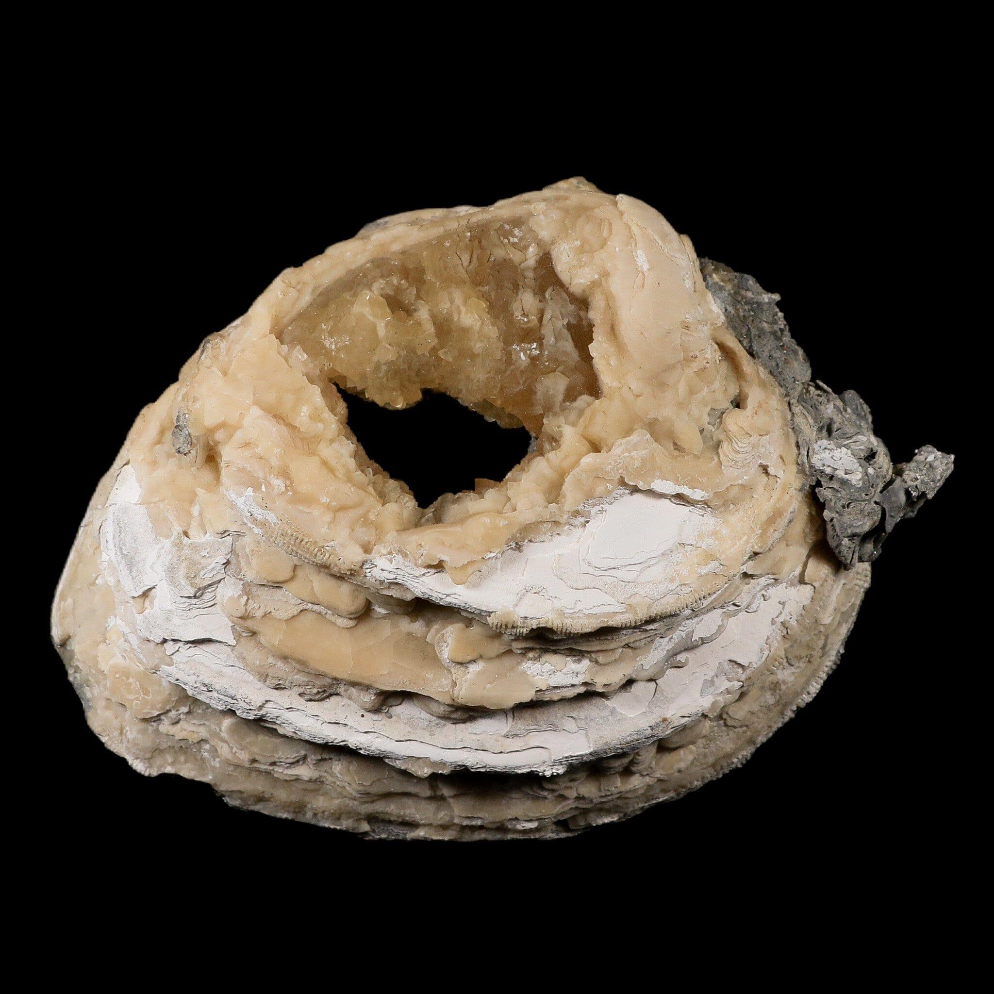 5.4" Mercenaria Permagna Clam Fossil Golden Calcite Crystal Rucks Pit Florida - Fossil Age Minerals