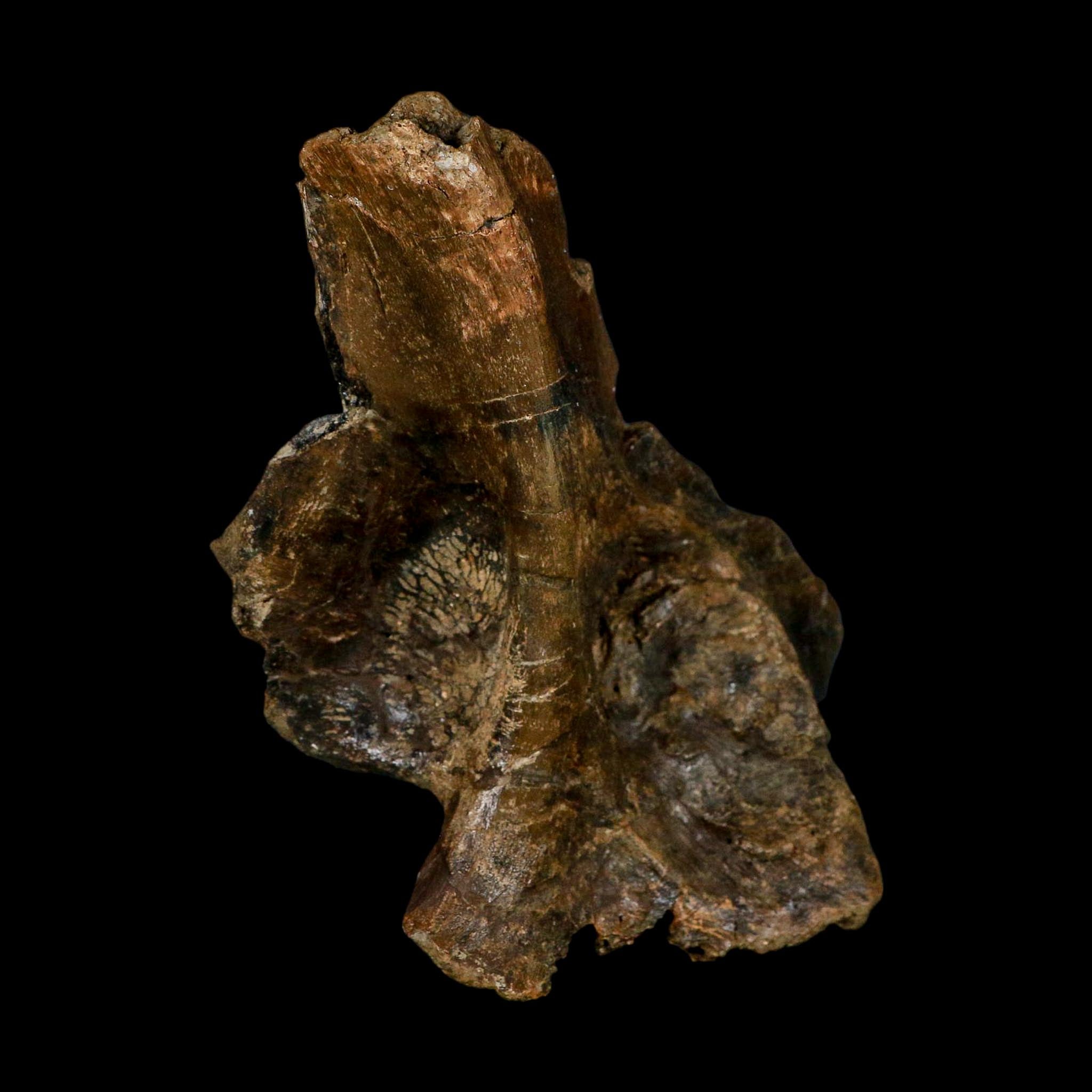 6" Corythosaurus Fossil Vertebrae Process Bone Judith River FM Cretaceous Dinosaur MT