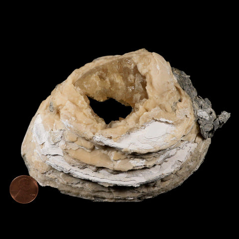 5.4" Mercenaria Permagna Clam Fossil Golden Calcite Crystal Rucks Pit Florida - Fossil Age Minerals