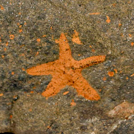 24MM Brittle Star Petraster Starfish Fossil Ordovician Age Blekus Morocco COA