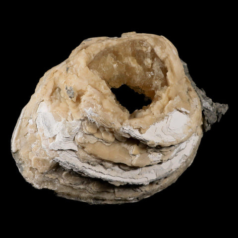 5.4" Mercenaria Permagna Clam Fossil Golden Calcite Crystal Rucks Pit Florida - Fossil Age Minerals