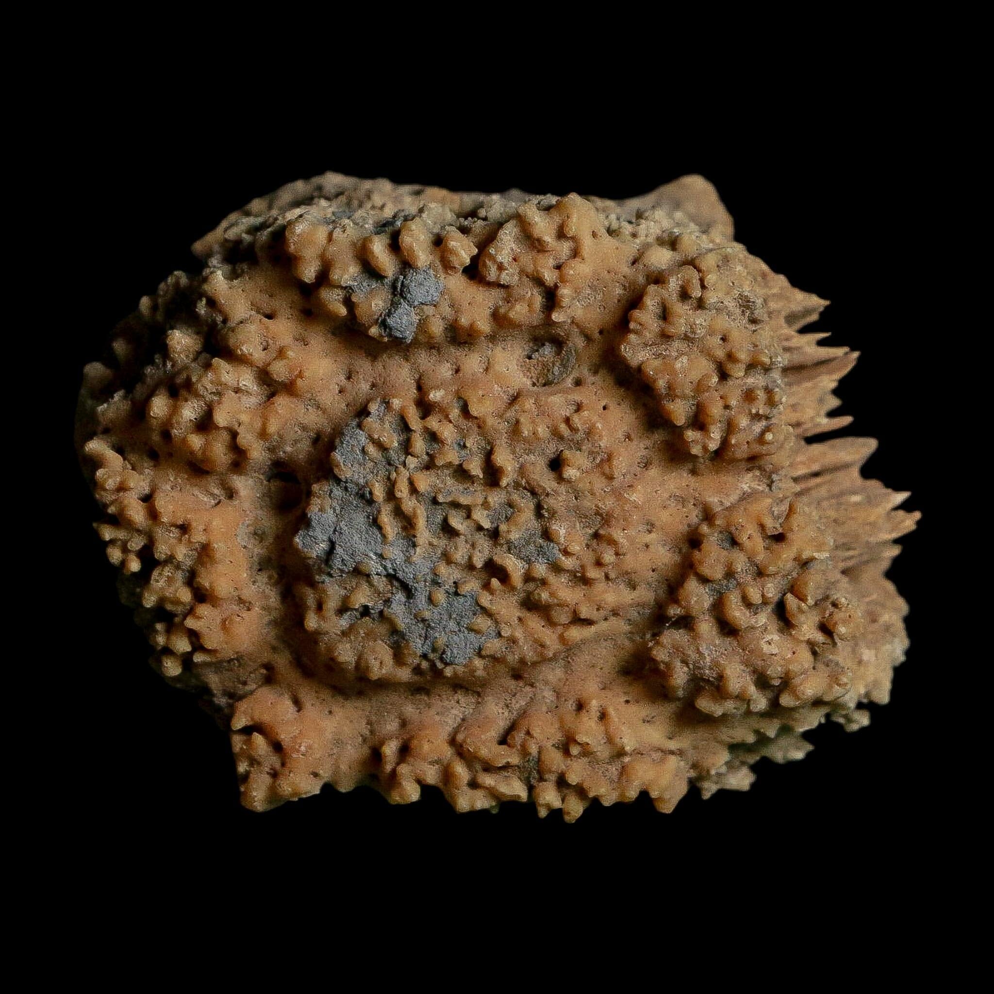 2.1" Glyptodon Fossil Osteoderm Scute Plate Bony Armor Pleistocene Uruguay COA - Fossil Age Minerals