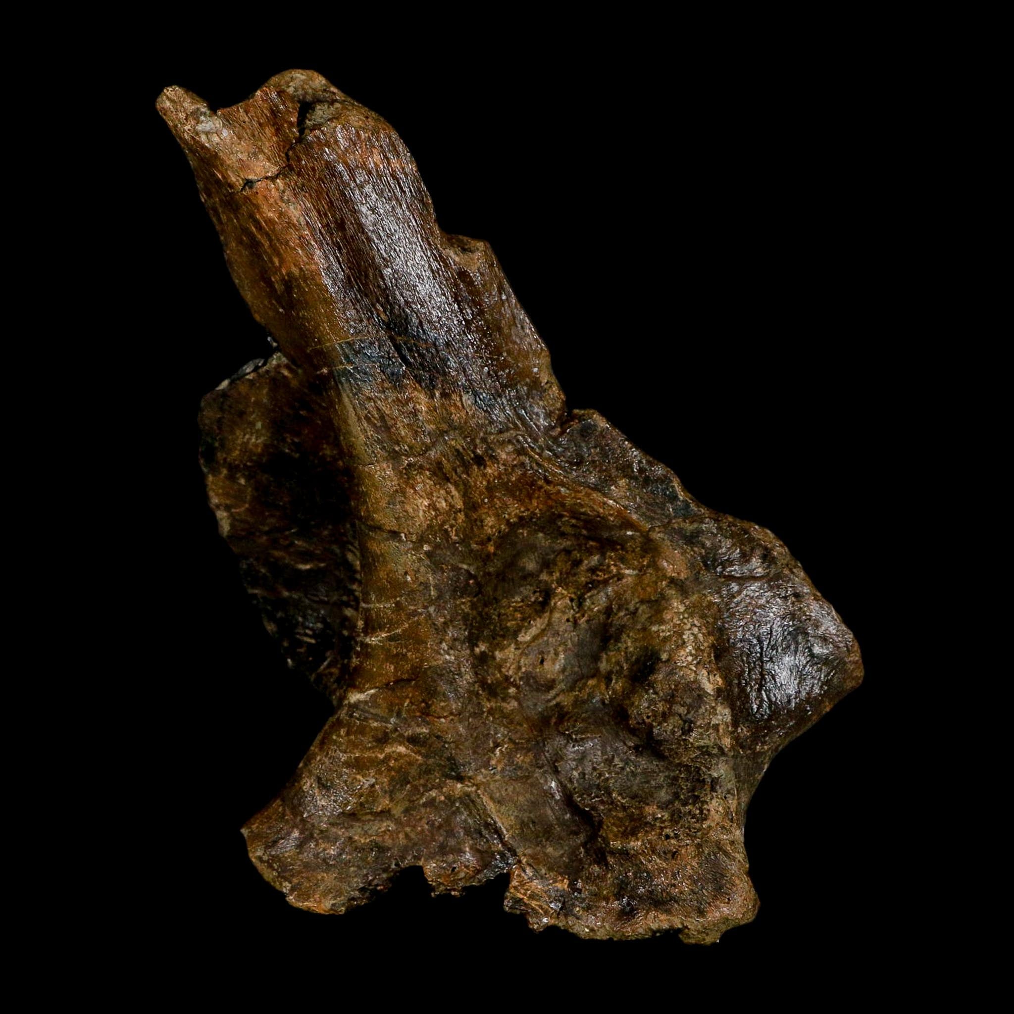 6" Corythosaurus Fossil Vertebrae Process Bone Judith River FM Cretaceous Dinosaur MT