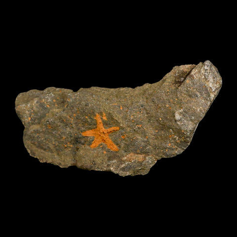 24MM Brittle Star Petraster Starfish Fossil Ordovician Age Blekus Morocco COA - Fossil Age Minerals