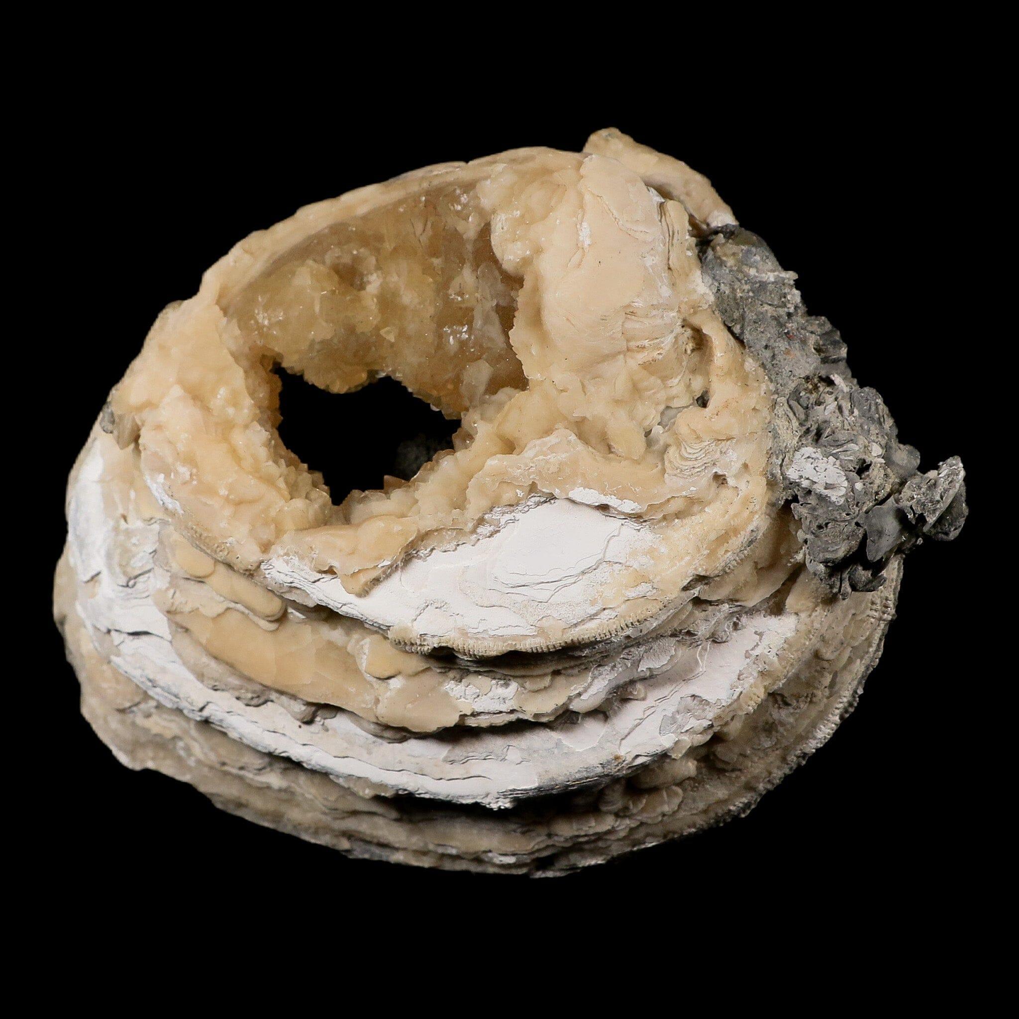 5.4" Mercenaria Permagna Clam Fossil Golden Calcite Crystal Rucks Pit Florida - Fossil Age Minerals