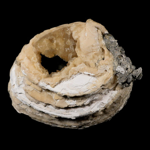 5.4" Mercenaria Permagna Clam Fossil Golden Calcite Crystal Rucks Pit Florida - Fossil Age Minerals