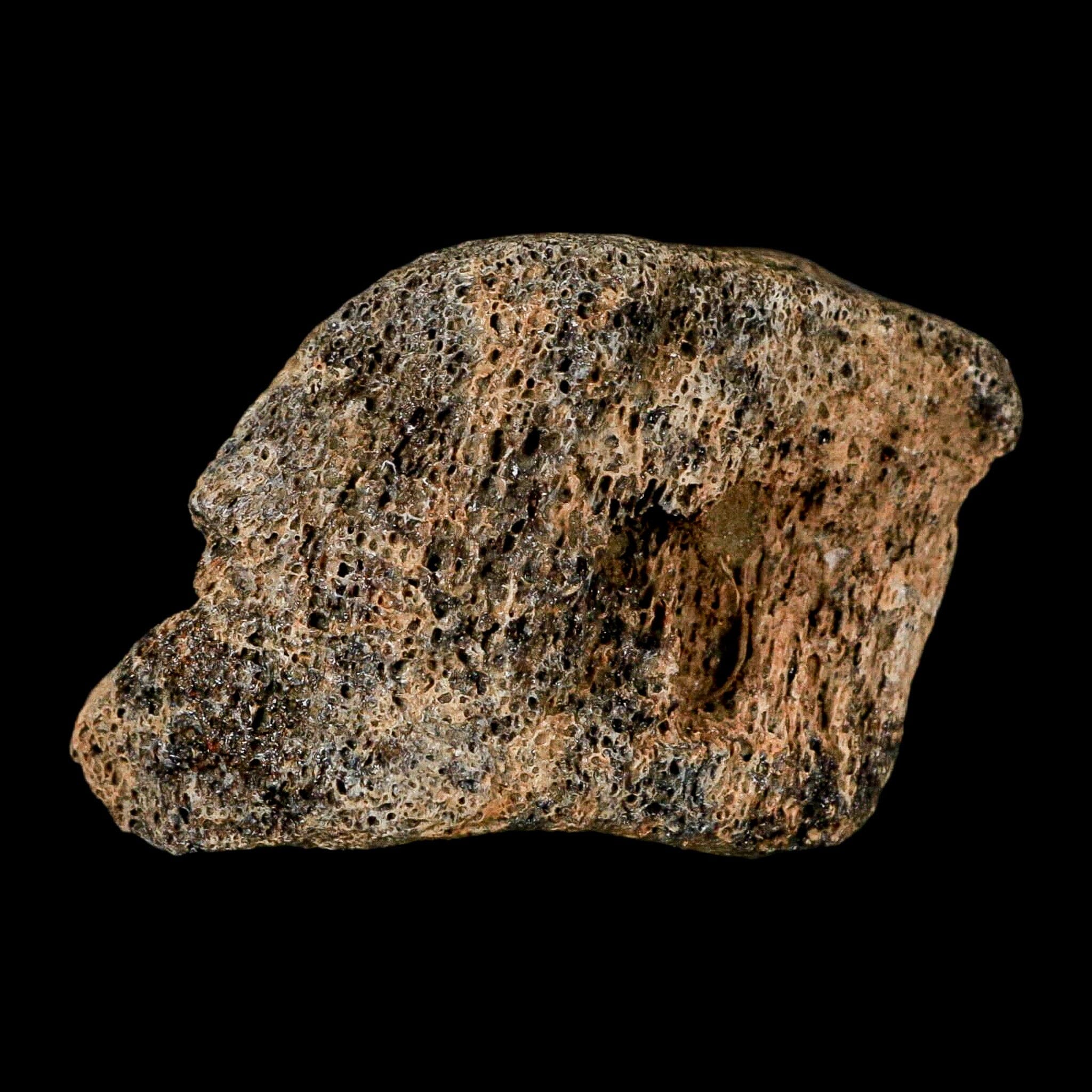 1.8" Hadrosaur Dinosaur Fossil Toe Bone Judith River Formation Montana COA - Fossil Age Minerals
