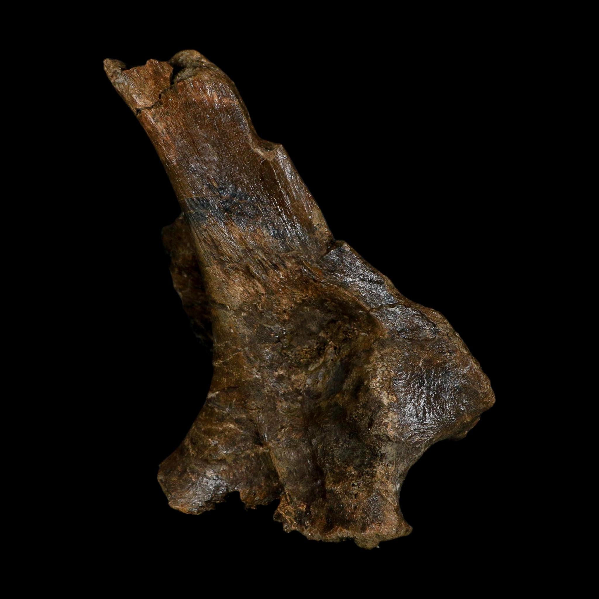 6" Corythosaurus Fossil Vertebrae Process Bone Judith River FM Cretaceous Dinosaur MT