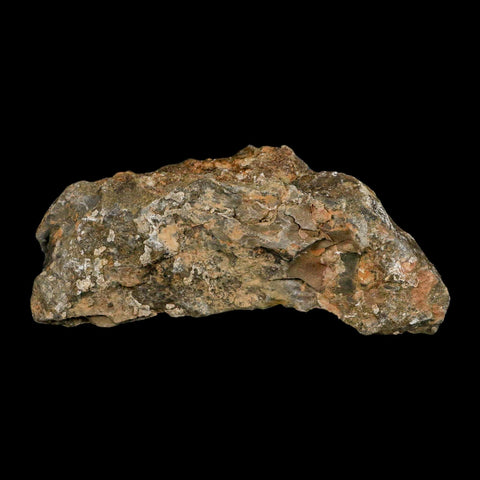 24MM Brittle Star Petraster Starfish Fossil Ordovician Age Blekus Morocco COA - Fossil Age Minerals