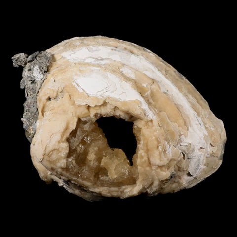 5.4" Mercenaria Permagna Clam Fossil Golden Calcite Crystal Rucks Pit Florida - Fossil Age Minerals