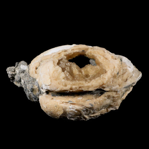 5.4" Mercenaria Permagna Clam Fossil Golden Calcite Crystal Rucks Pit Florida - Fossil Age Minerals