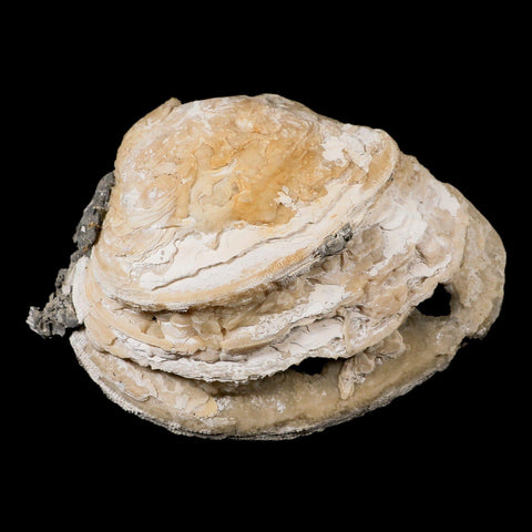 5.4" Mercenaria Permagna Clam Fossil Golden Calcite Crystal Rucks Pit Florida - Fossil Age Minerals