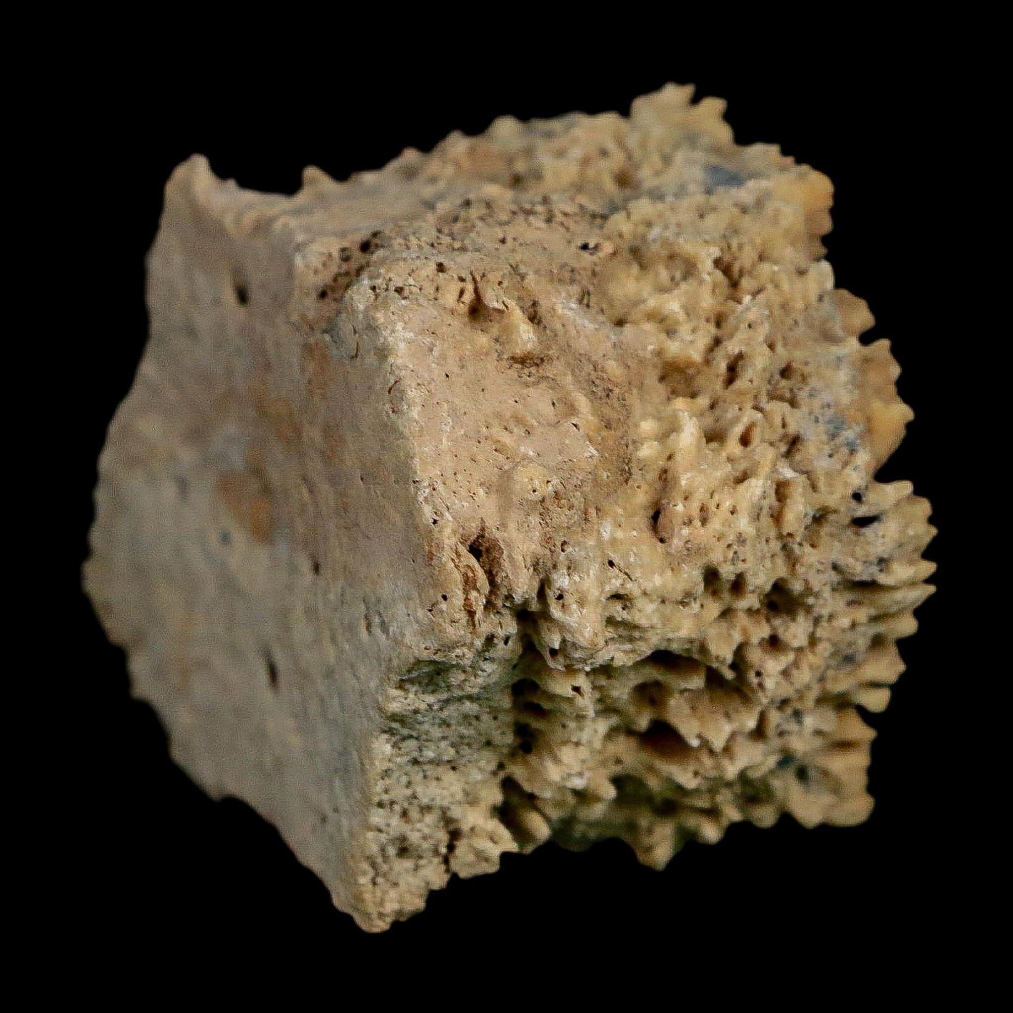 2.1" Glyptodon Fossil Osteoderm Scute Plate Bony Armor Pleistocene Uruguay COA - Fossil Age Minerals
