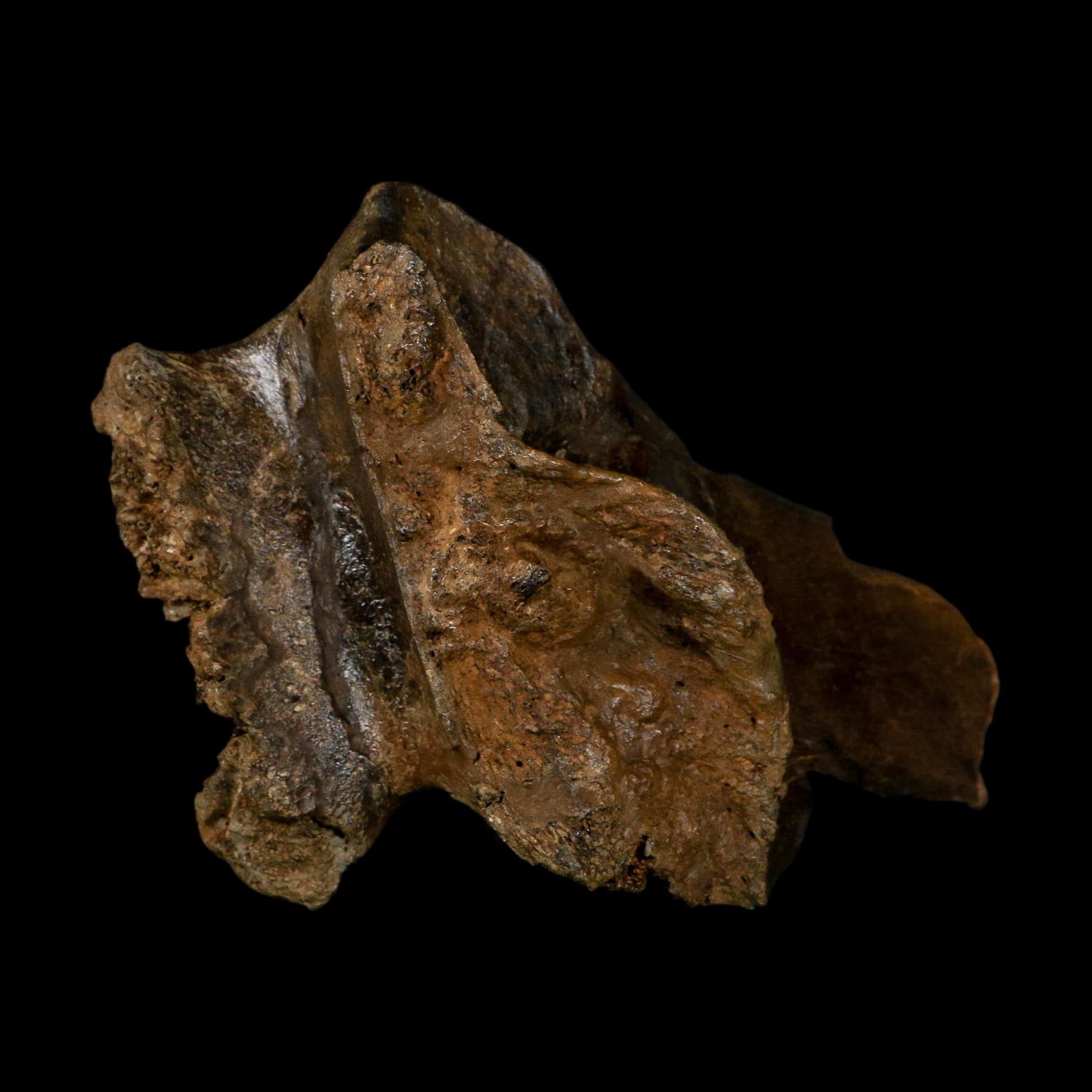 6" Corythosaurus Fossil Vertebrae Process Bone Judith River FM Cretaceous Dinosaur MT
