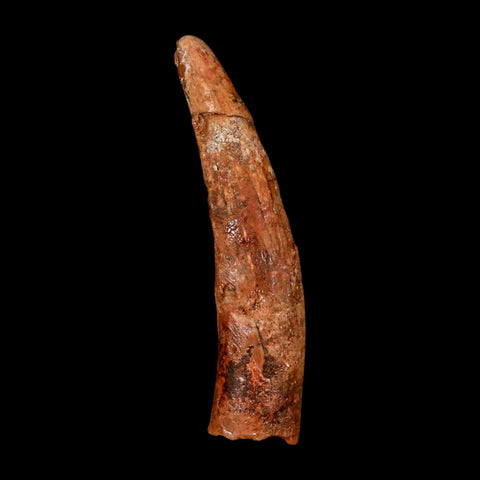 XL 1.7" Pterosaur Coloborhynchus Fossil Tooth Upper Cretaceous Morocco COA & Display - Fossil Age Minerals