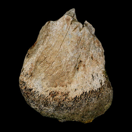 1.9" Brachylophosaurus Fossil Limb Bone Cretaceous Dinosaur Judith River FM MT COA