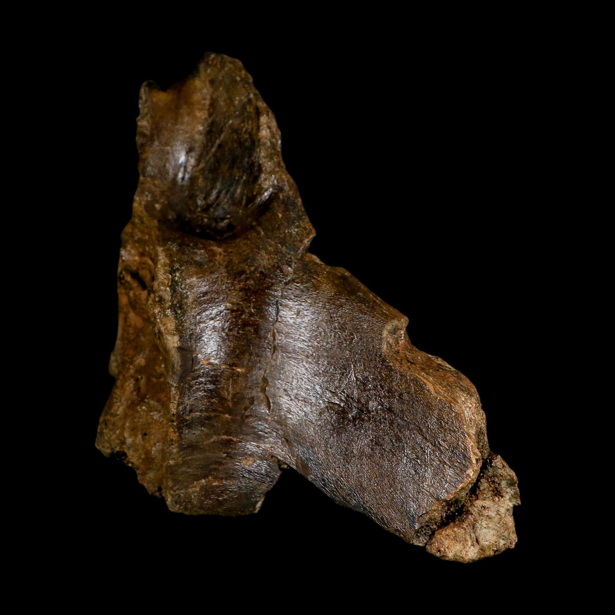6" Corythosaurus Fossil Vertebrae Process Bone Judith River FM Cretaceous Dinosaur MT