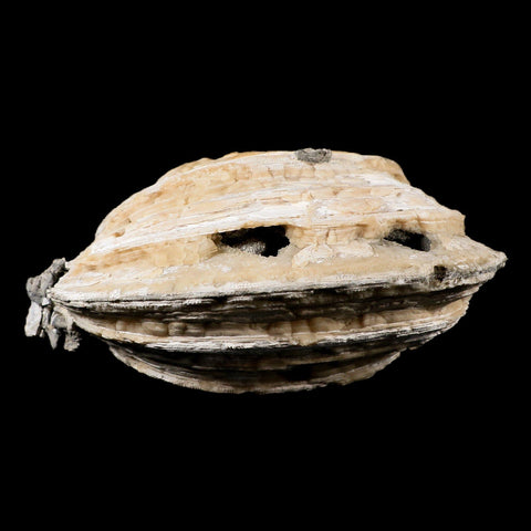 5.4" Mercenaria Permagna Clam Fossil Golden Calcite Crystal Rucks Pit Florida - Fossil Age Minerals