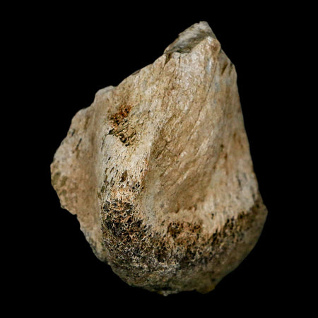 1.9" Brachylophosaurus Fossil Limb Bone Cretaceous Dinosaur Judith River FM MT COA