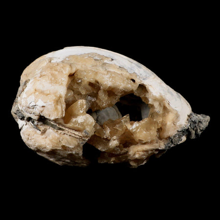 4.8" Mercenaria Permagna Clam Fossil Golden Calcite Crystal Rucks Pit Florida