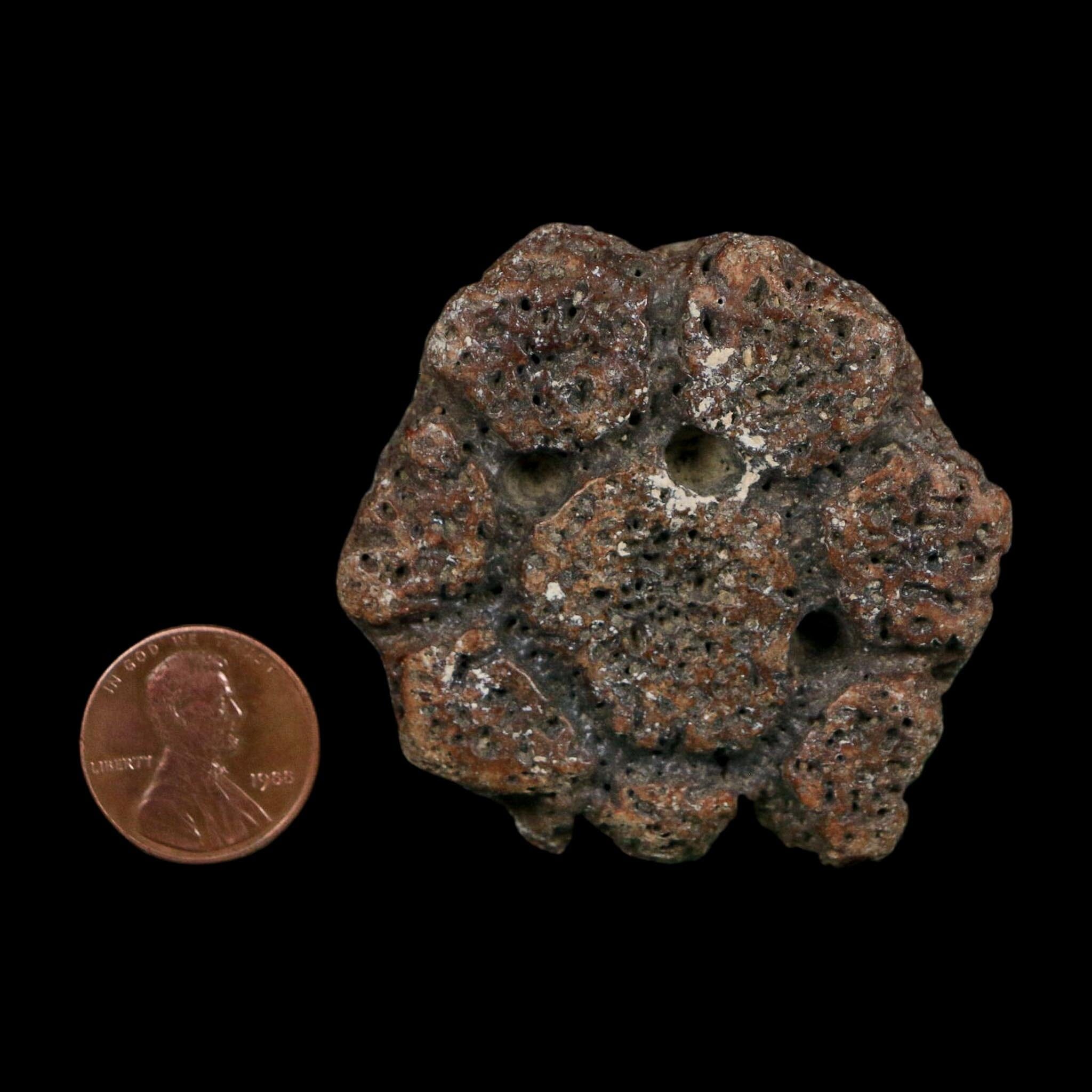 2" Glyptodon Fossil Osteoderm Scute Plate Bony Armor Pleistocene Uruguay COA - Fossil Age Minerals