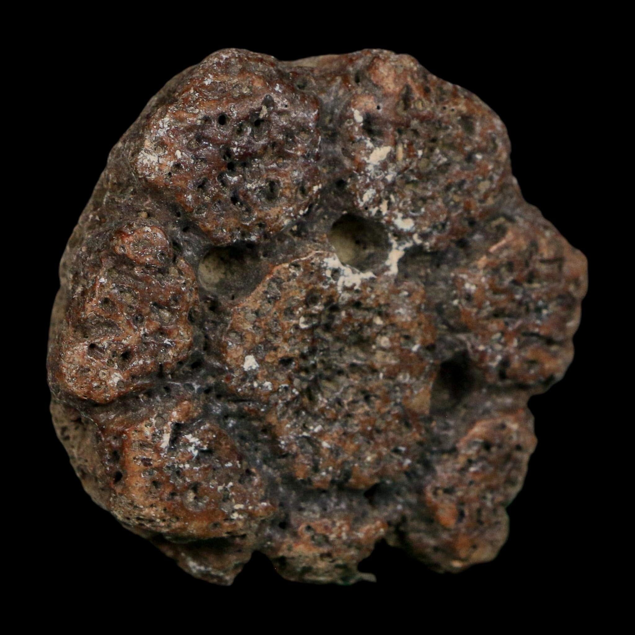 2" Glyptodon Fossil Osteoderm Scute Plate Bony Armor Pleistocene Uruguay COA - Fossil Age Minerals