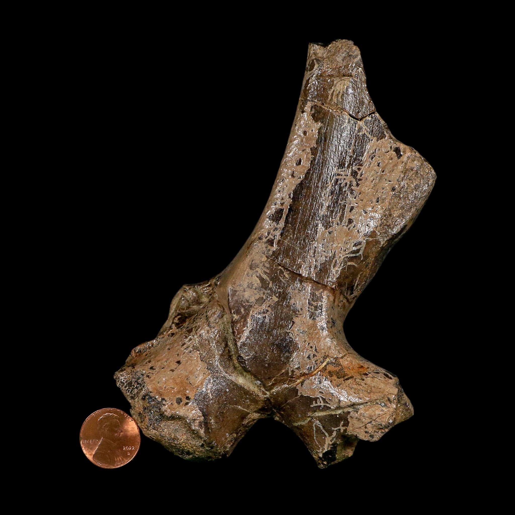 5.4" Hypacrosaurus Dinosaur Fossil Vertebrae Process Two Medicine FM Montana COA