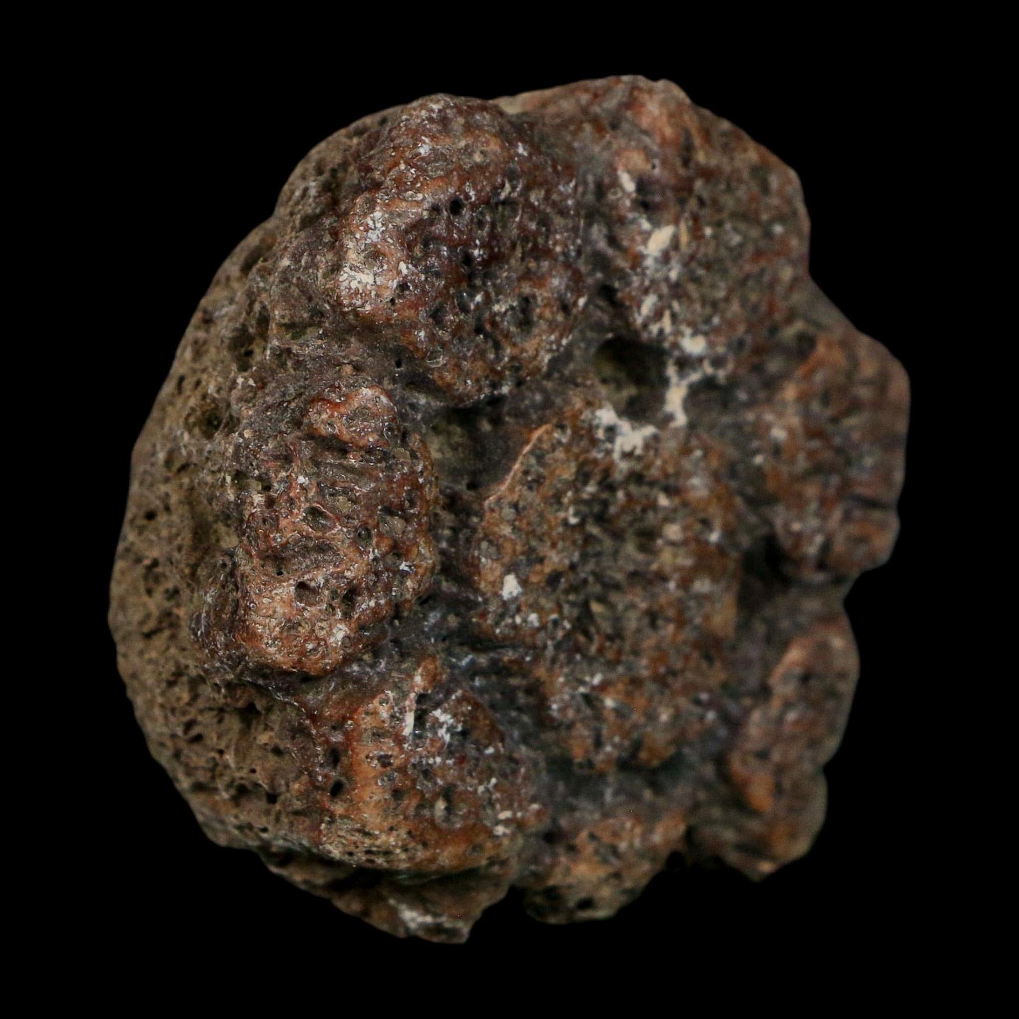 2" Glyptodon Fossil Osteoderm Scute Plate Bony Armor Pleistocene Uruguay COA - Fossil Age Minerals