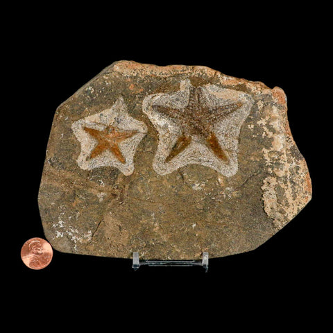 2 Two Brittle Star Petraster Starfish Fossil Ordovician Age Blekus Morocco COA Stand - Fossil Age Minerals
