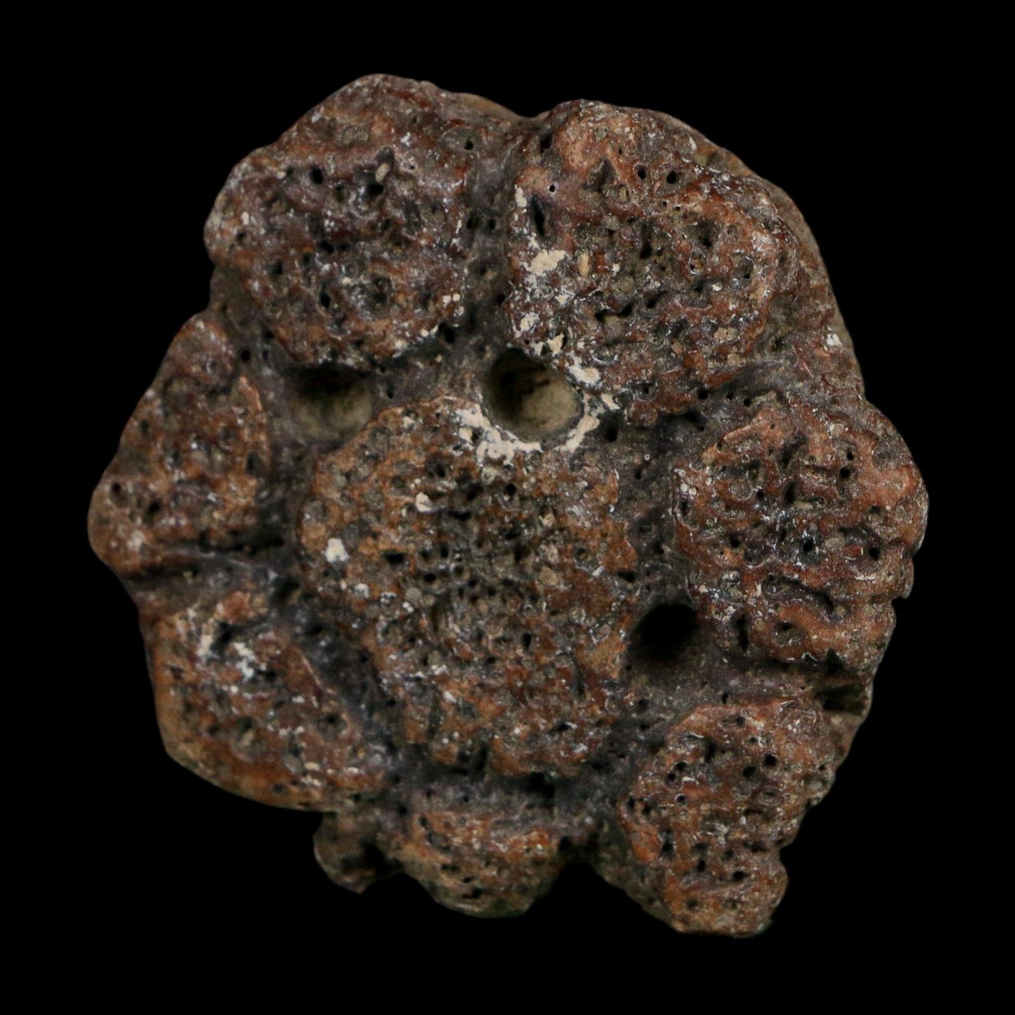 2" Glyptodon Fossil Osteoderm Scute Plate Bony Armor Pleistocene Uruguay COA - Fossil Age Minerals