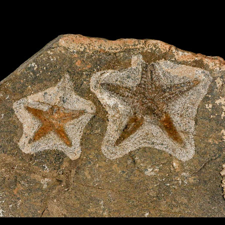 2 Two Brittle Star Petraster Starfish Fossil Ordovician Age Blekus Morocco COA Stand