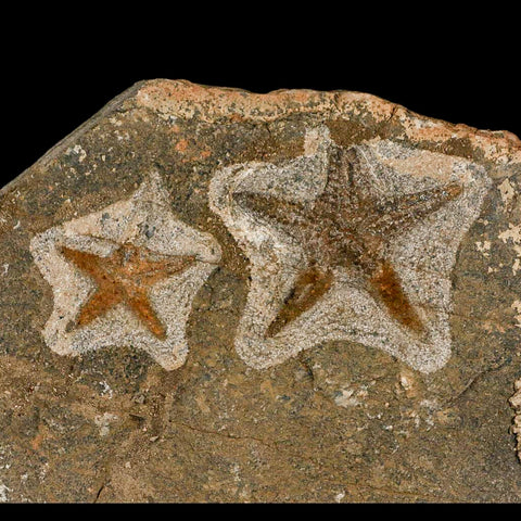 2 Two Brittle Star Petraster Starfish Fossil Ordovician Age Blekus Morocco COA Stand - Fossil Age Minerals
