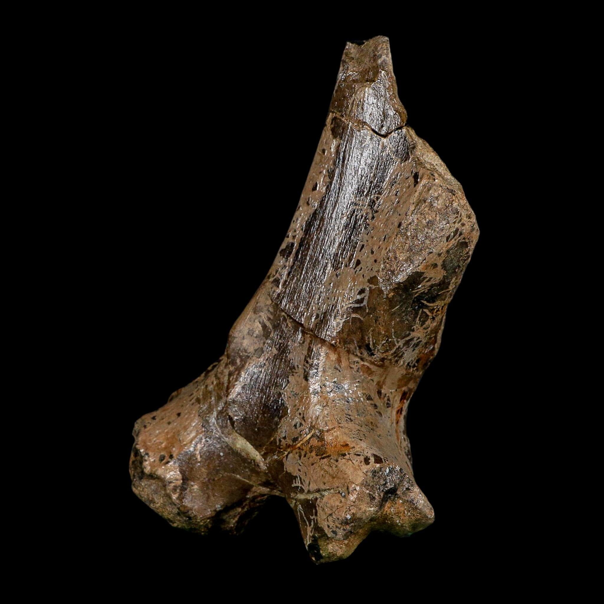 5.4" Hypacrosaurus Dinosaur Fossil Vertebrae Process Two Medicine FM Montana COA