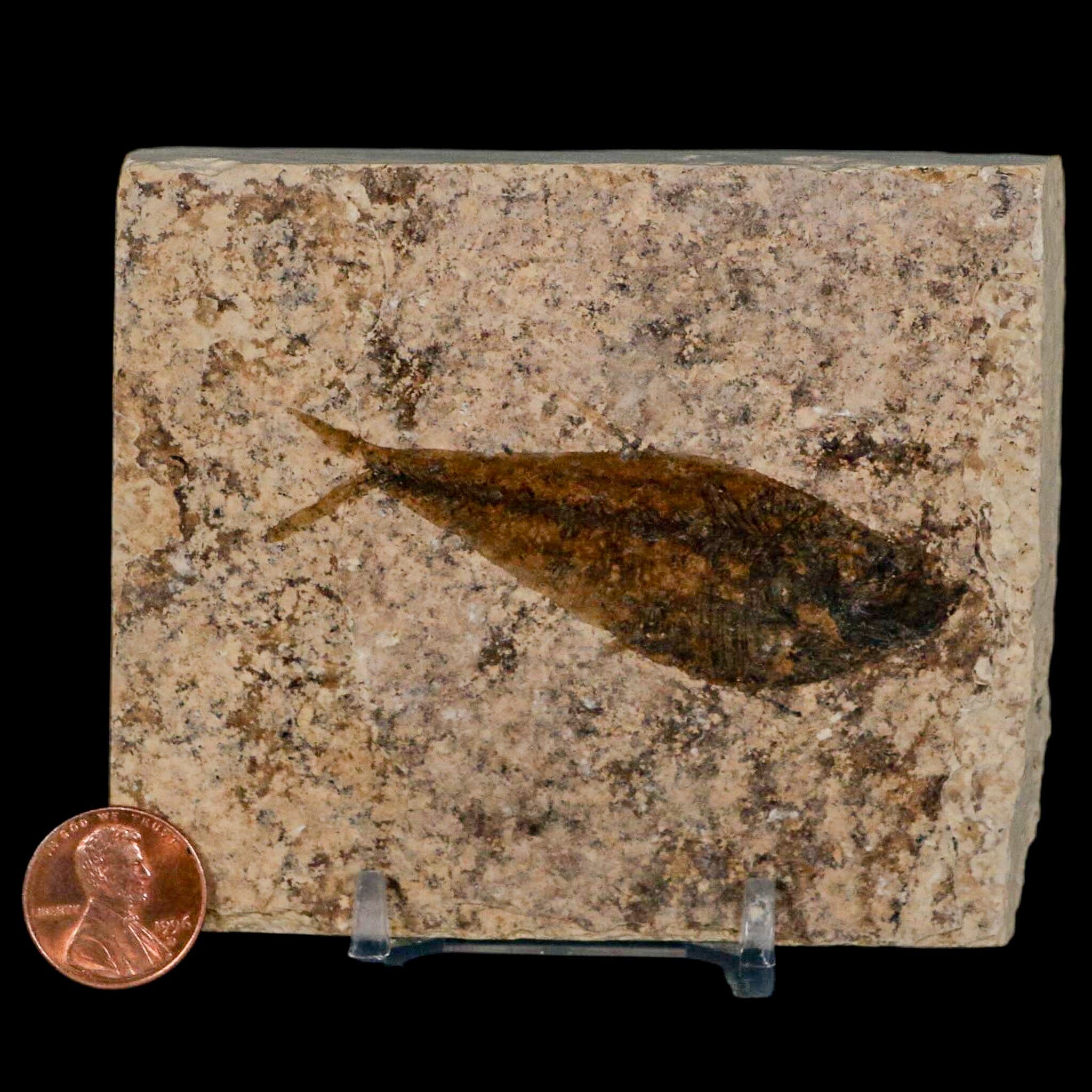 2.7" Diplomystus Dentatus Fossil Fish Green River FM WY Eocene Age COA, Stand - Fossil Age Minerals