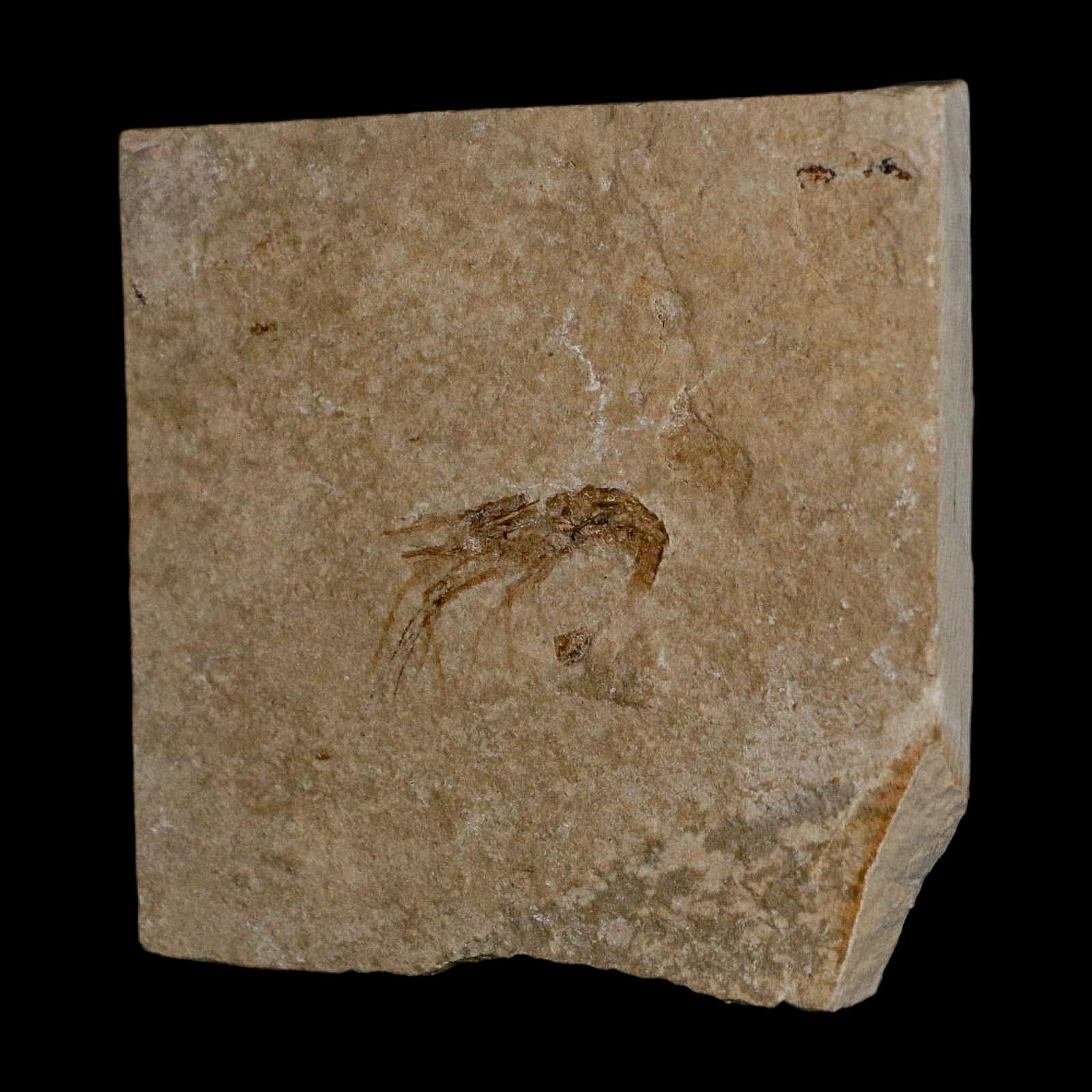 1" Fossil Shrimp Carpopenaeus Cretaceous Age 100 Mil Yrs Old Lebanon COA - Fossil Age Minerals