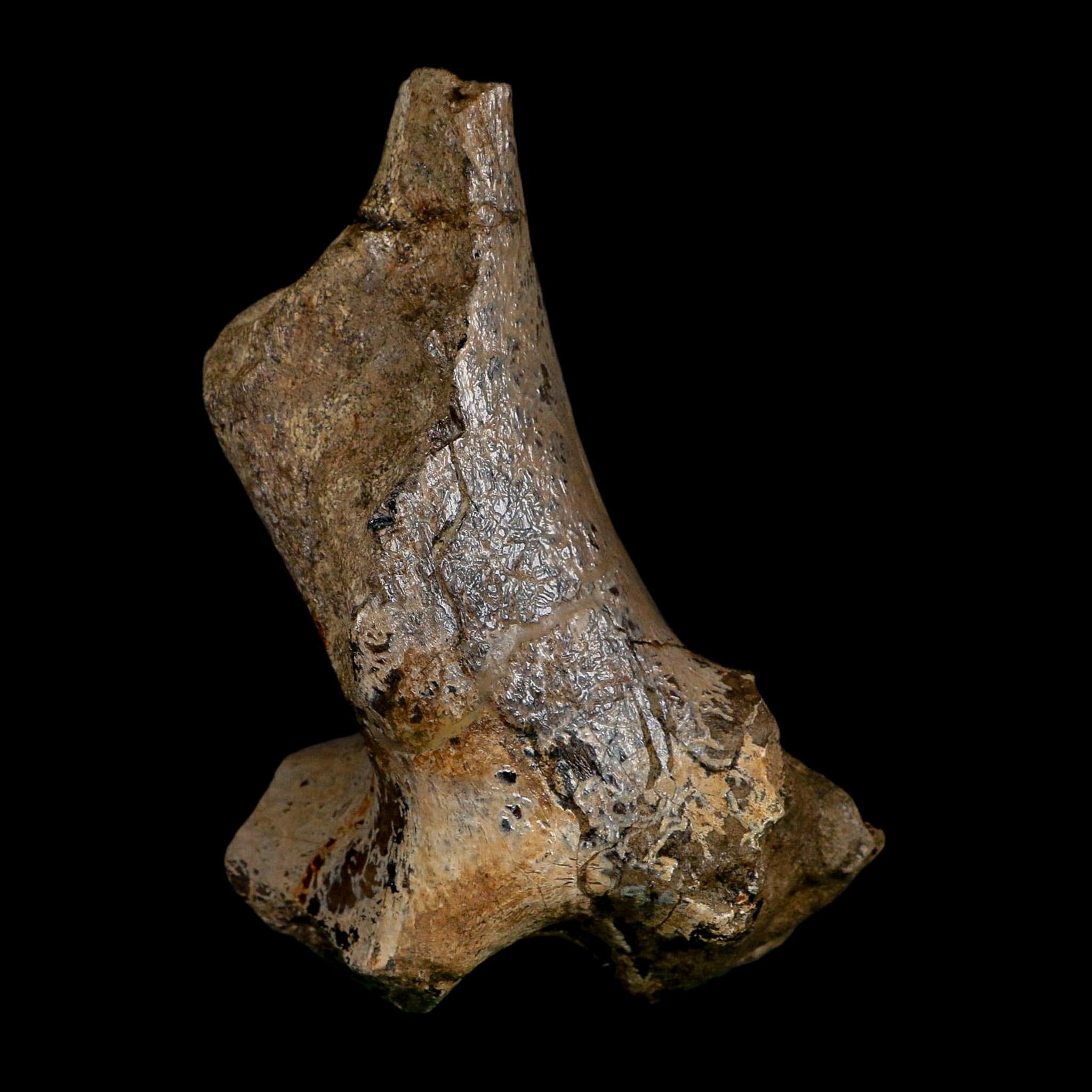 5.4" Hypacrosaurus Dinosaur Fossil Vertebrae Process Two Medicine FM Montana COA