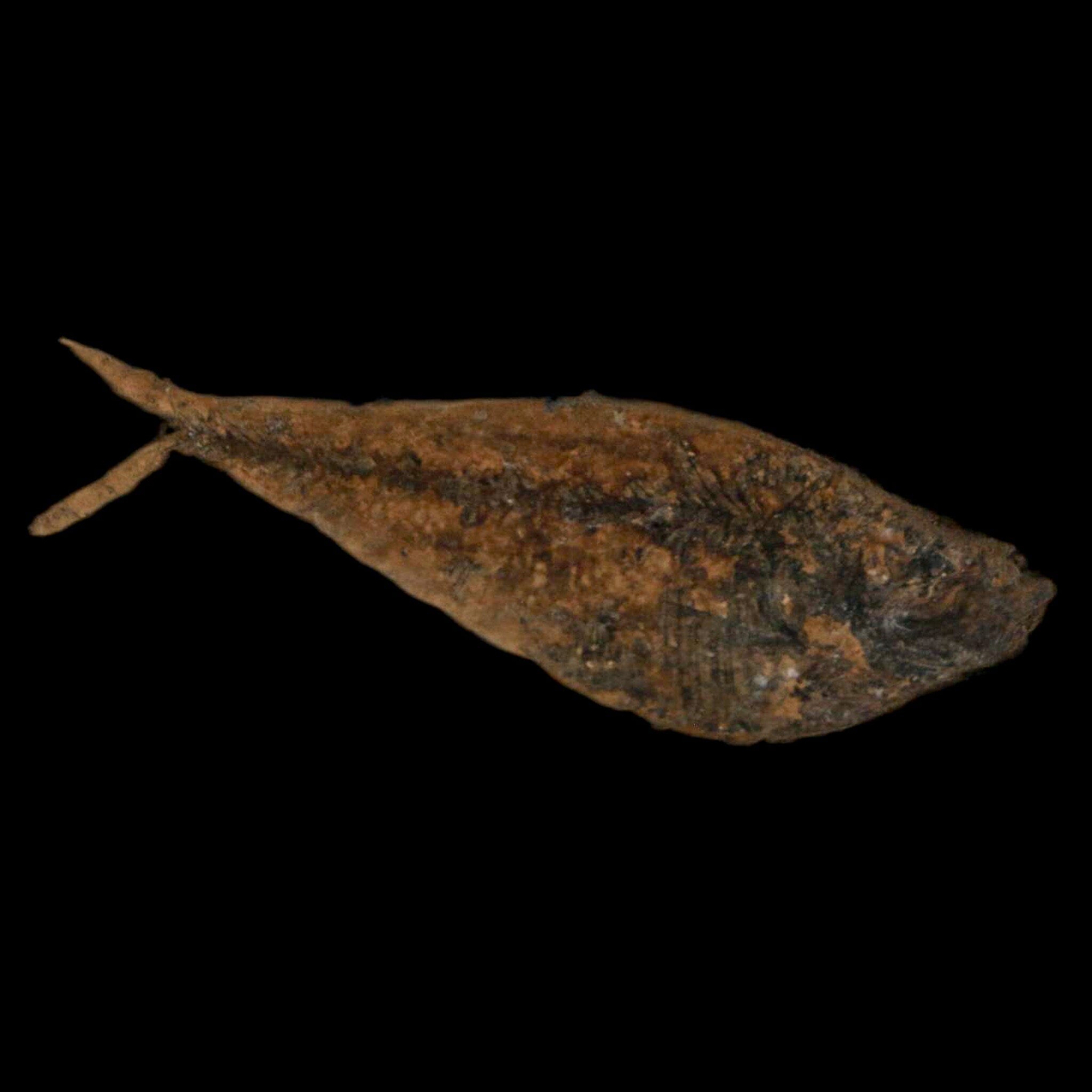 2.7" Diplomystus Dentatus Fossil Fish Green River FM WY Eocene Age COA, Stand - Fossil Age Minerals