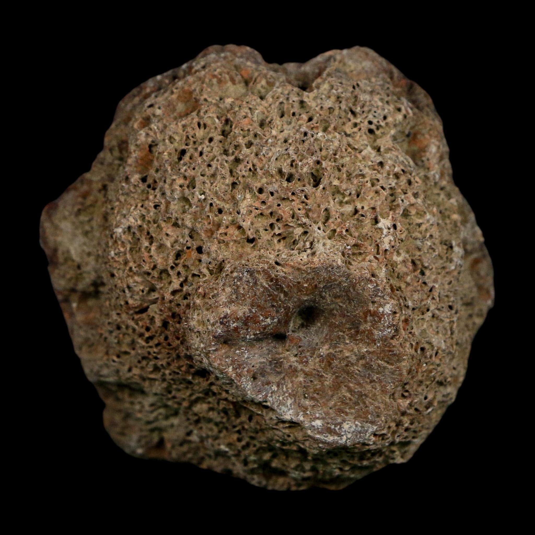 2" Glyptodon Fossil Osteoderm Scute Plate Bony Armor Pleistocene Uruguay COA - Fossil Age Minerals