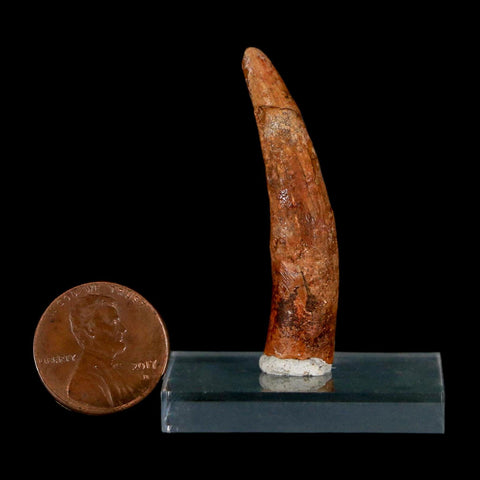 XL 1.7" Pterosaur Coloborhynchus Fossil Tooth Upper Cretaceous Morocco COA & Display - Fossil Age Minerals