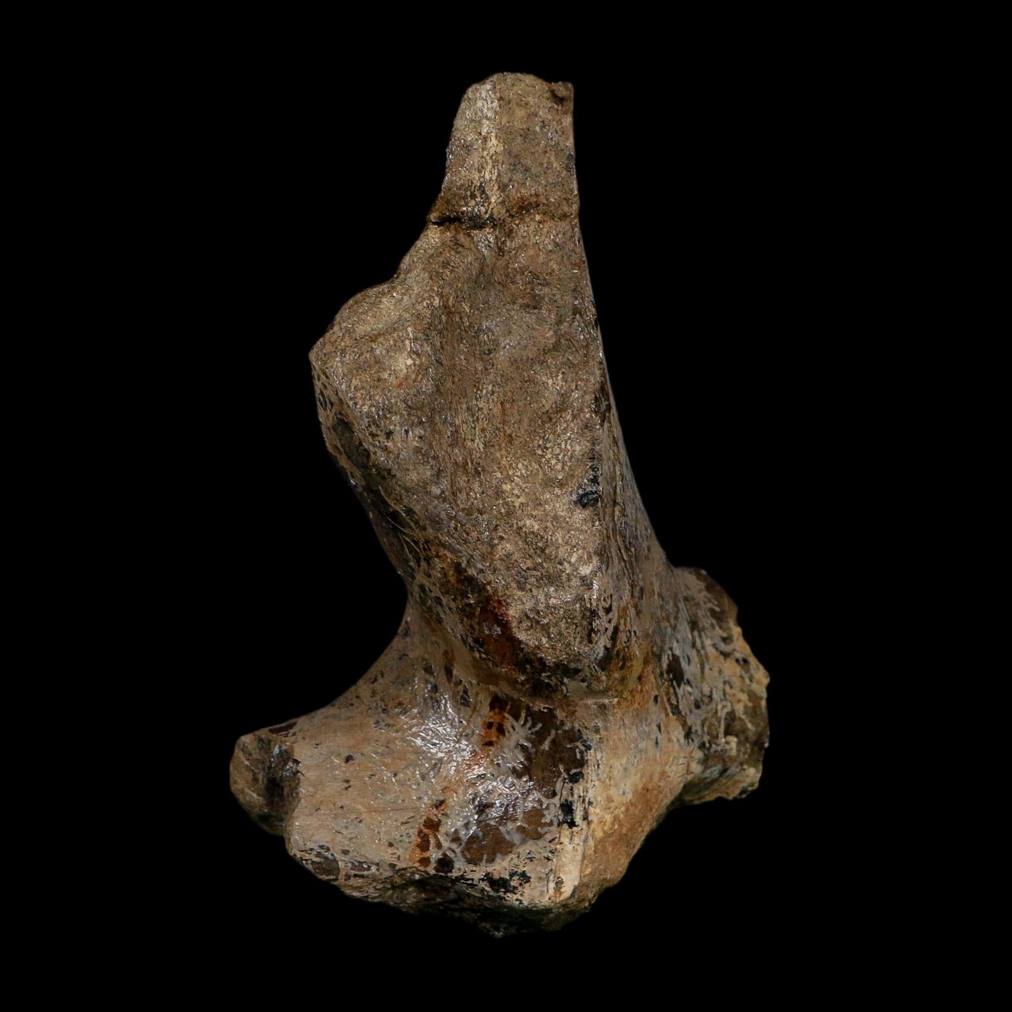 5.4" Hypacrosaurus Dinosaur Fossil Vertebrae Process Two Medicine FM Montana COA