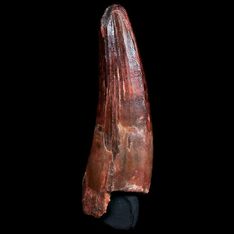 XL 3.2" Spinosaurus Fossil Tooth Feed Worn 100 Mil Yrs Old Cretaceous Dinosaur COA - Fossil Age Minerals