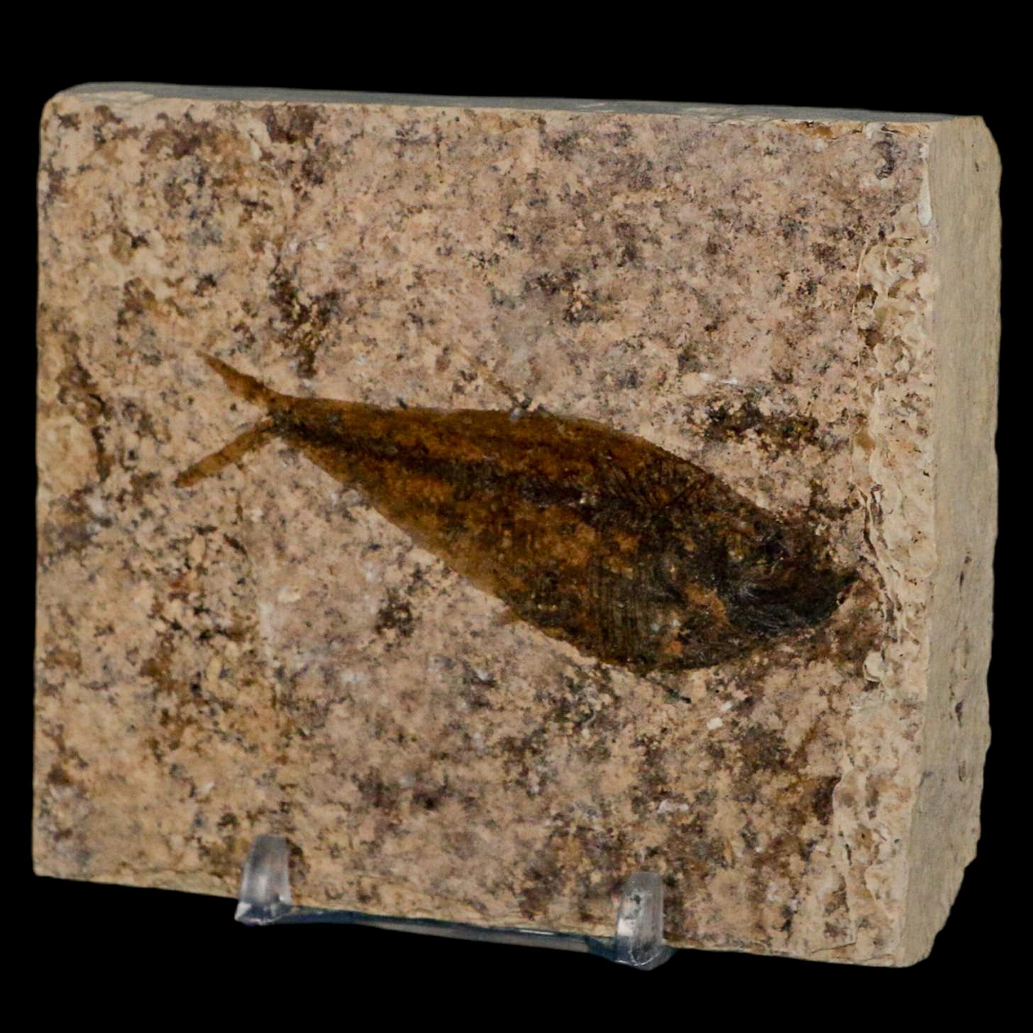 2.7" Diplomystus Dentatus Fossil Fish Green River FM WY Eocene Age COA, Stand - Fossil Age Minerals